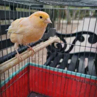 قناری جوان نر ریزه خوان باقفس ۱۲۰۰