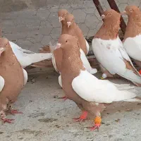 کبوتر سینه زرد و سینه سرخ کفتر