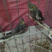 یک جفت عروس هلندی