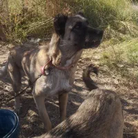 سگ ماده ۵ ساله سرابی|سگ|میانه, |دیوار