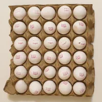 تخم مرغ زیر قیمت بازار