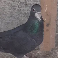 کبوتر|پرنده|اصفهان, شاهد|دیوار