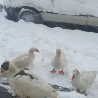 فروش غازخانگی