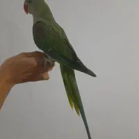 جوجه شاه طوطی نر رام|پرنده|ایزدشهر, |دیوار