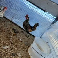 مرغ مینیاتوری