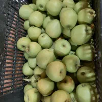 سیب تازه