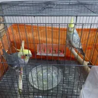 جفت عروس هلندی