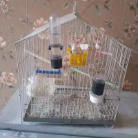 یک جفت فنچ|پرنده|قرچک, پویینک|دیوار