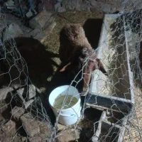 میش چاق برا سربریدن خوبه