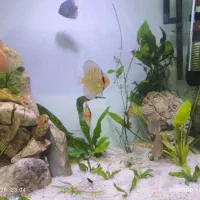 ۴تاماهی دیسکس|ماهی|رشت, گلسار|دیوار