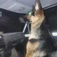 واگذاری ژرمن ۱۸ماهه