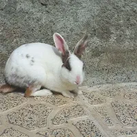خرگوش نر
