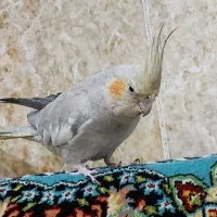 عروس هلندی
