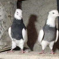 کبوتر طوقی و پلاکی
