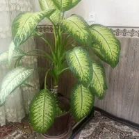 گل فروشی
