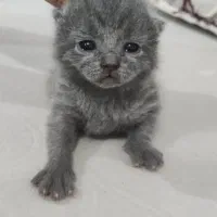 واگذاری گربه