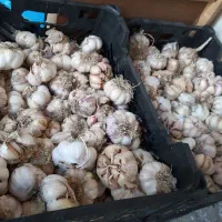 سیر خندان