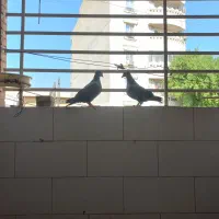 زاغ پلاکی گمشده