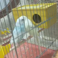 مرغ عشق|پرنده|قم, ناصردیوان|دیوار