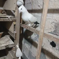 کبوتر دم سیاه|پرنده|املش, |دیوار