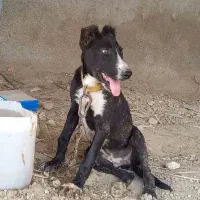 توله ترکی نر