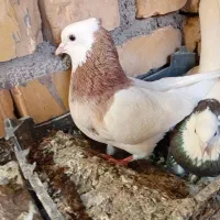 کبوتر طوقی