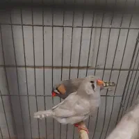 یه تعداد فنچ انگلیسی و پنگوئنی