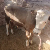 نرگاوسیمینتال اصل، اصل