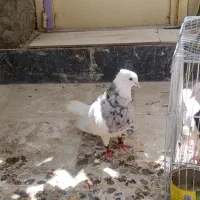 دو جفت کبوتر