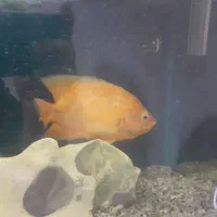 ماهی اسکار|ماهی|کهریزک, |دیوار