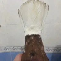 دوعدد کفتر عطیقه نمایشی|پرنده|مشهد, فردوسی|دیوار