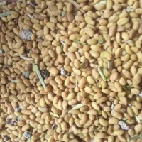 بذر یونجه|گل و گیاه طبیعی|فاروج, |دیوار