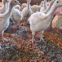 جوجه بوقلمون گوشتی|حیوانات مزرعه|قوچان, |دیوار