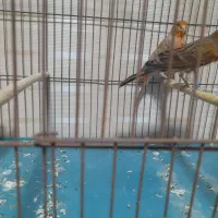 قناری جفت نرماده و دوتا نر مست  و جفت طوطی برزیلی