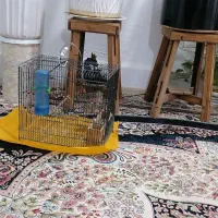 سهره کرمانی