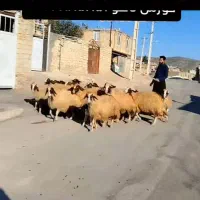 ۱۹راس میش داشتی سنجابی