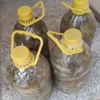 خیارشور ترد و خوشمزه و تازه