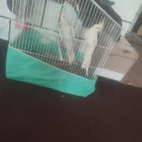 یک جفت عروس هلندی