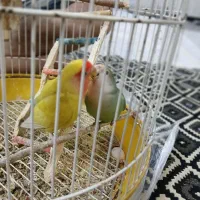 جفت مولد طوطی برزیلی|پرنده|کرج, ساماندهی|دیوار