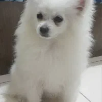 توله پامر روباهی