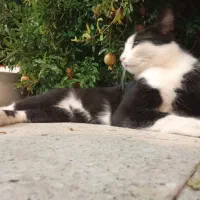 خانه اجاره داده میشه در نوبهار