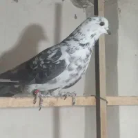 کفتر|پرنده|کاشان, فاز ۲ ناجی آباد|دیوار