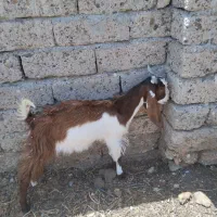 دوتا کره دوقلو یک نر یک ماده