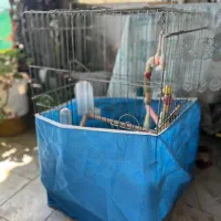 قفس پرنده،کاسکو،حیوانات خانگی کوچک