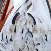 کوهی دم سفید نر|پرنده|اهواز, ۲۰۰۰واحدی|دیوار