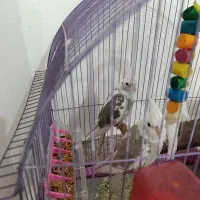 جفت عروس هلندی دوکت آلبینو مولد|پرنده|اندیمشک, |دیوار