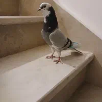 کبوتر گو شازده گرفتنی اوچان