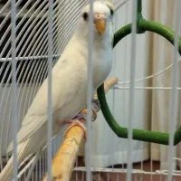 مرغ عشق مولد|پرنده|پیر بکران, |دیوار