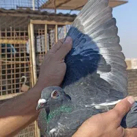 کبوتر پلاکی گرفتنی مسابقه