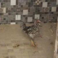 جوجه مرغ کردی.